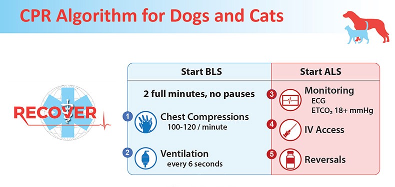 Recover CPR Updated Guidelines - Vetrinurse CPD