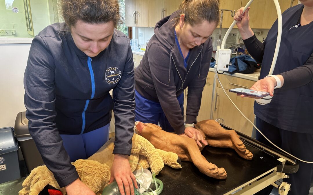 A Fantastic Week of Vet Nurse CPD in Cornwall: In-House CPR and Multiparameter Training Recap